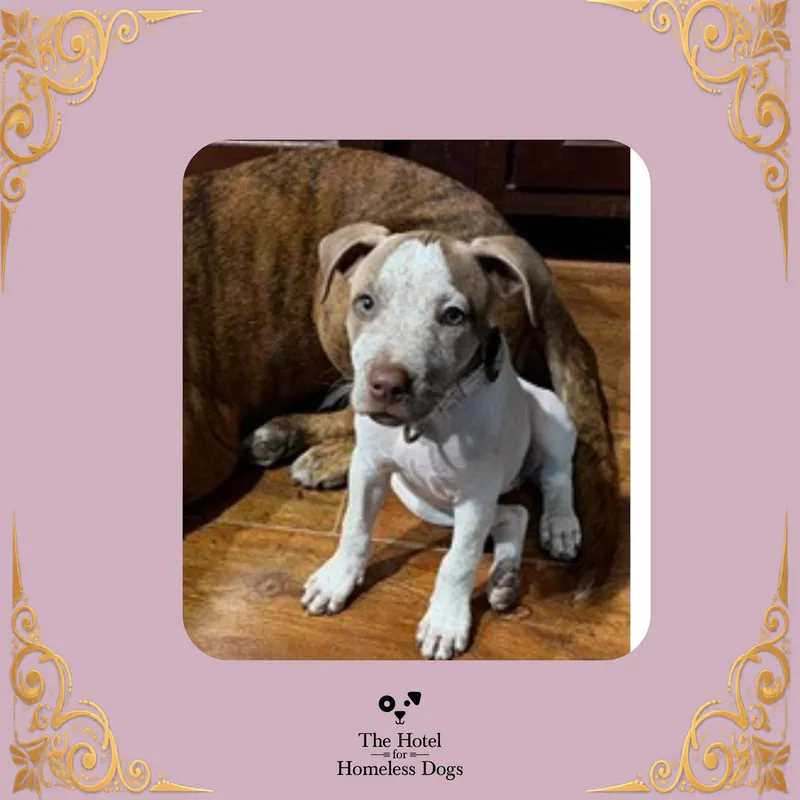 A baby medium-sized female White / Cream Terrier dog named Sprinkles for adoption in Cumberland, RI