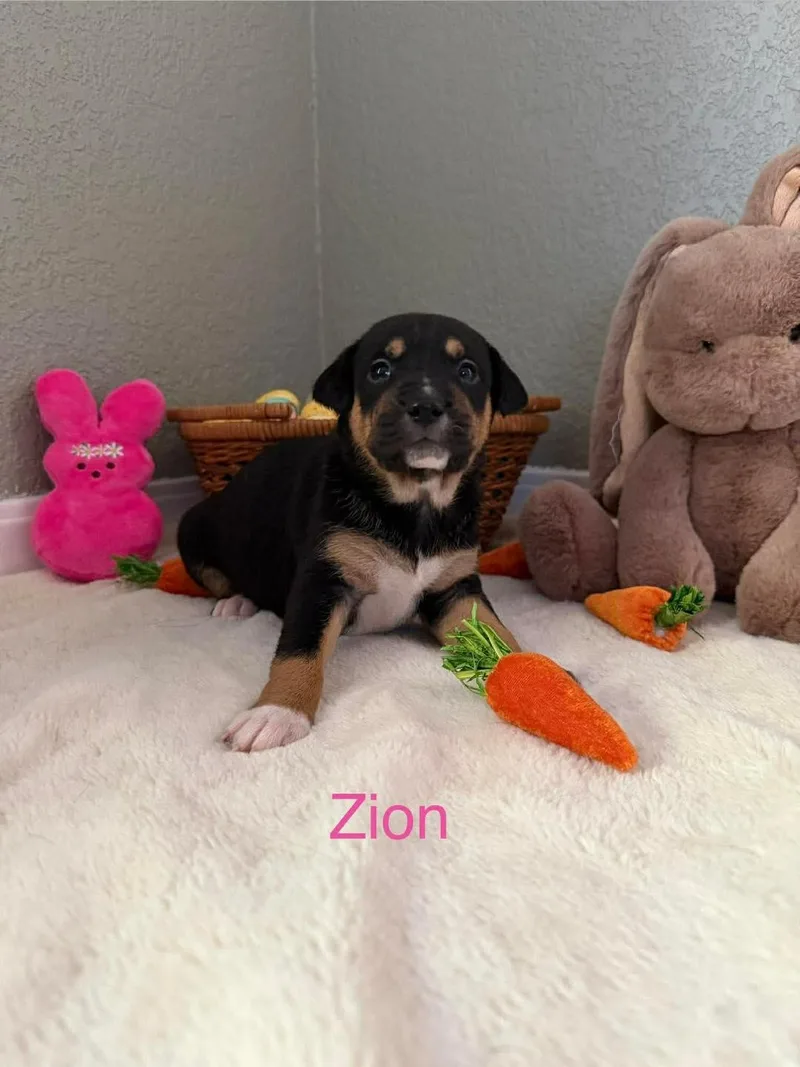 A baby medium-sized female Tricolor (Brown, Black, & White) Pit Bull Terrier dog named Zion for adoption in Wichita Falls, TX
