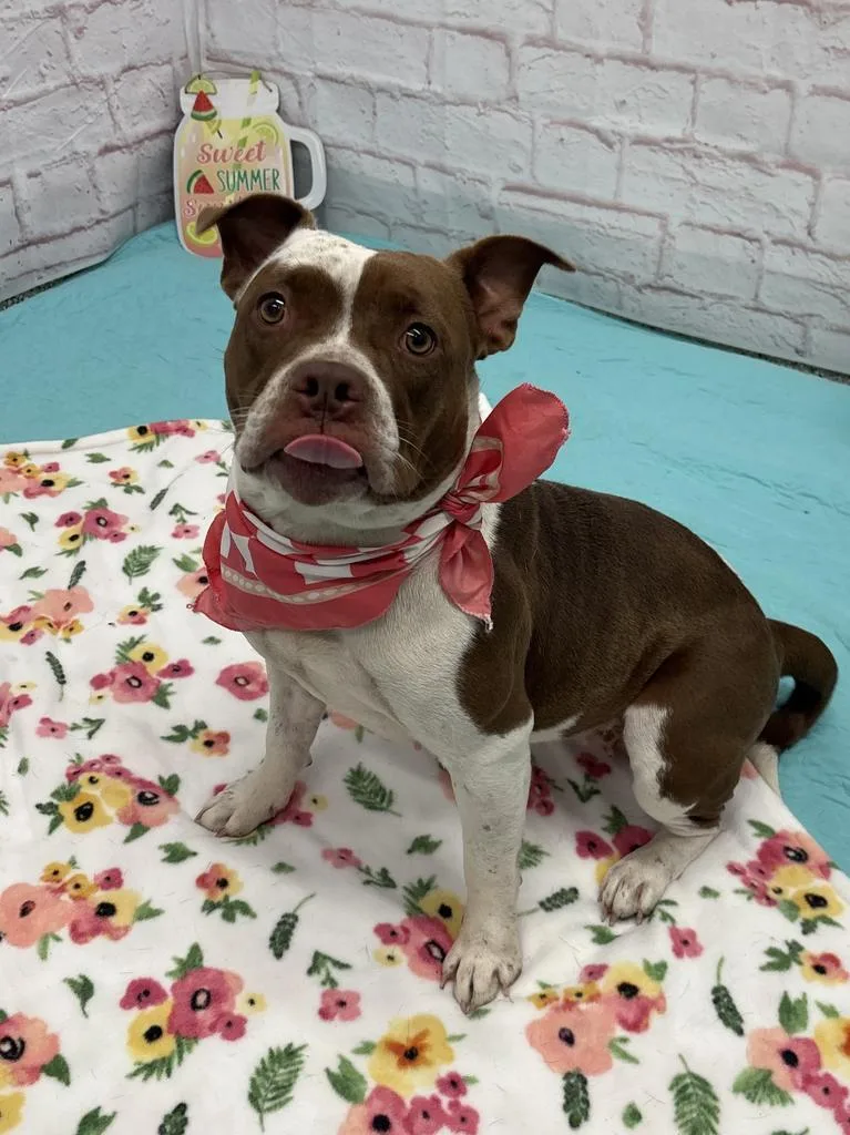 An adult medium-sized female Mixed Breed dog named Derby for adoption in Detroit, MI