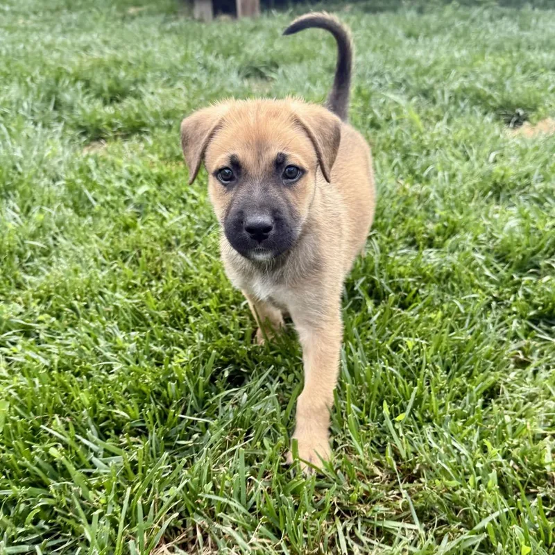 A baby small-sized male Yellow / Tan / Blond / Fawn Mixed Breed dog named Biscuit for adoption in Valparaiso, IN