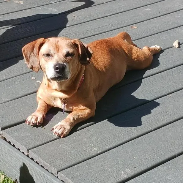 An adult medium-sized female Yellow / Tan / Blond / Fawn Dachshund dog named Missy for adoption in Barrington Hills, IL