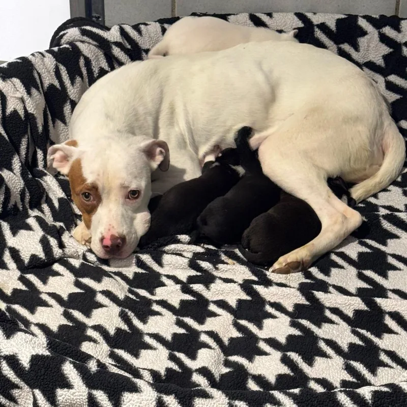 An adult medium-sized female White / Cream Pit Bull Terrier dog named Sabrina for adoption in Abilene, TX