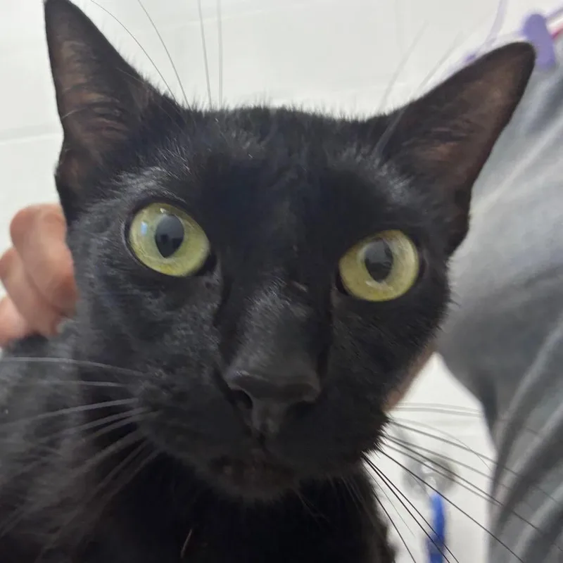 An adult medium-sized female Black Domestic Short Hair cat named Cady for adoption in Corpus Christi, TX