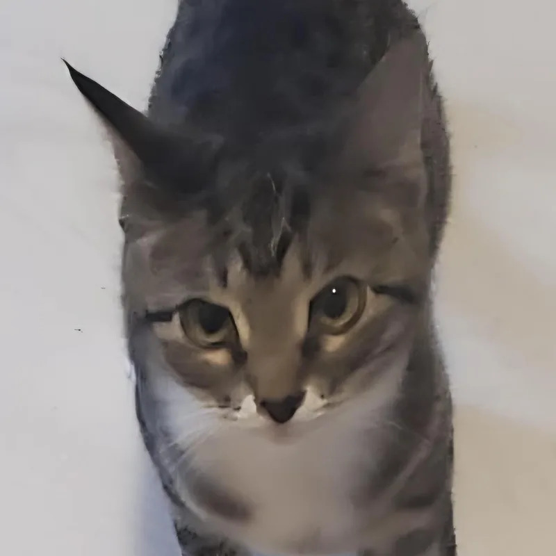 A young small-sized male Tabby (Brown / Chocolate) Domestic Short Hair cat named Houdini for adoption in Liverpool, TX