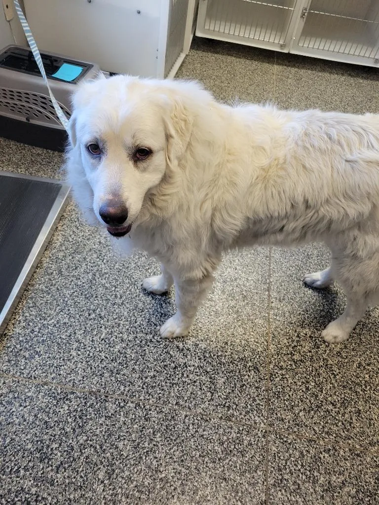 An adult large-sized female Mixed Breed dog named Opal for adoption in Columbia, TN