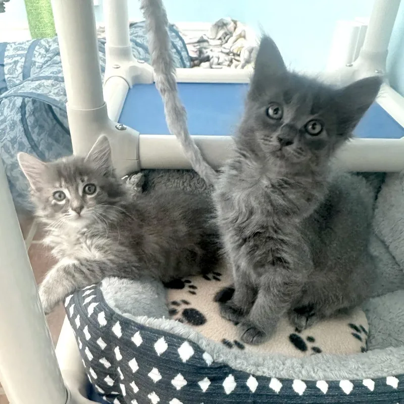 A baby small-sized female Gray / Blue / Silver Domestic Short Hair cat named Rice Cake for adoption in Austin, TX