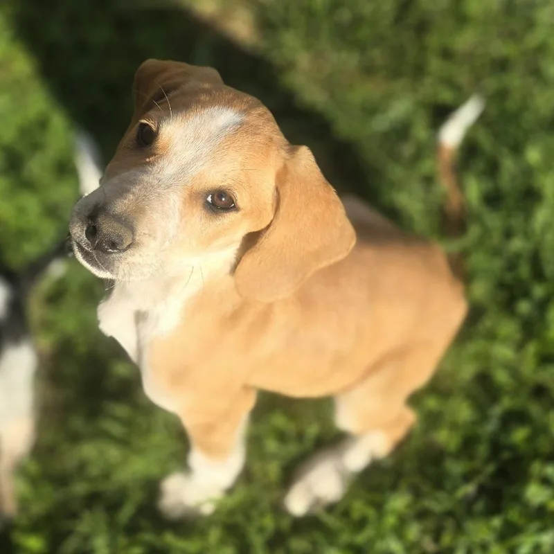A baby medium-sized male Yellow / Tan / Blond / Fawn Mixed Breed dog named Latte for adoption in Cincinnati, OH