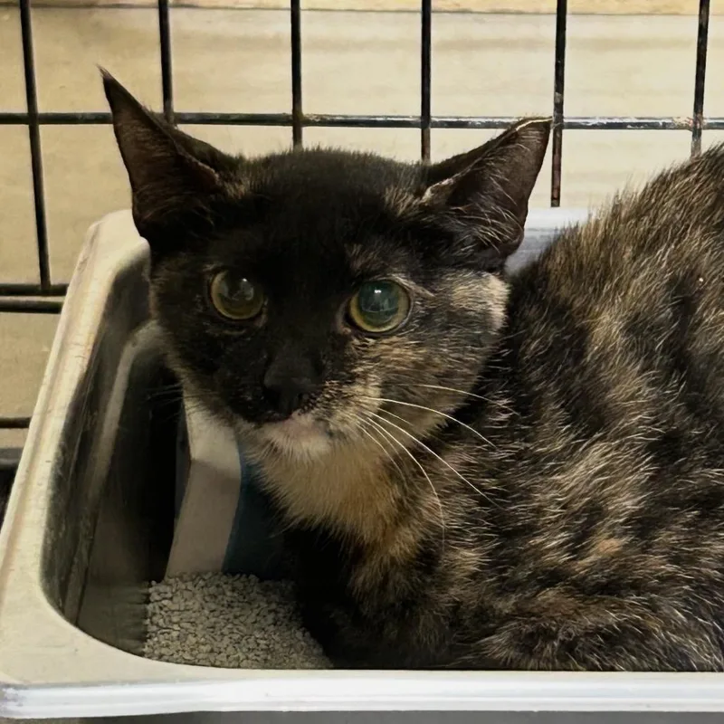 A baby small-sized female Tortoiseshell Domestic Short Hair cat named Rouge for adoption in Hattiesburg, MS
