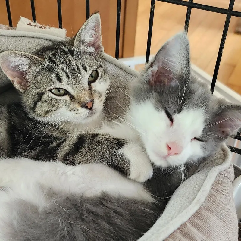 A baby small-sized female Gray & White Domestic Short Hair cat named Scout and Nova for adoption in Spring Lake Park, MN