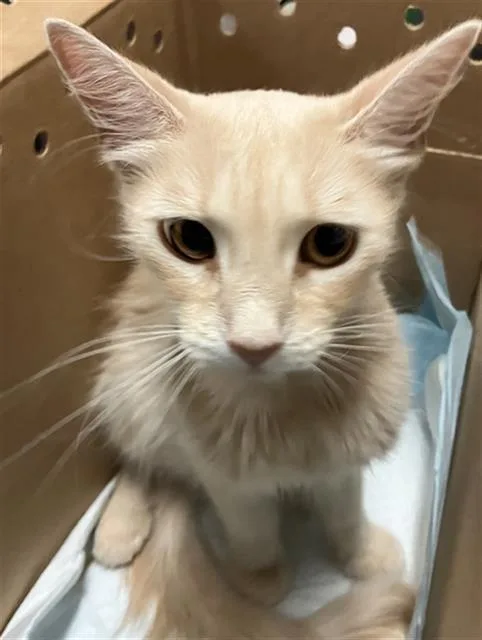 A young medium-sized female Domestic Short Hair cat named Mrs. Apricot for adoption in Long Beach, CA