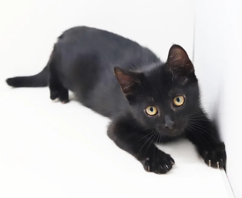 Captain is a FLOOFY thumbnail 3