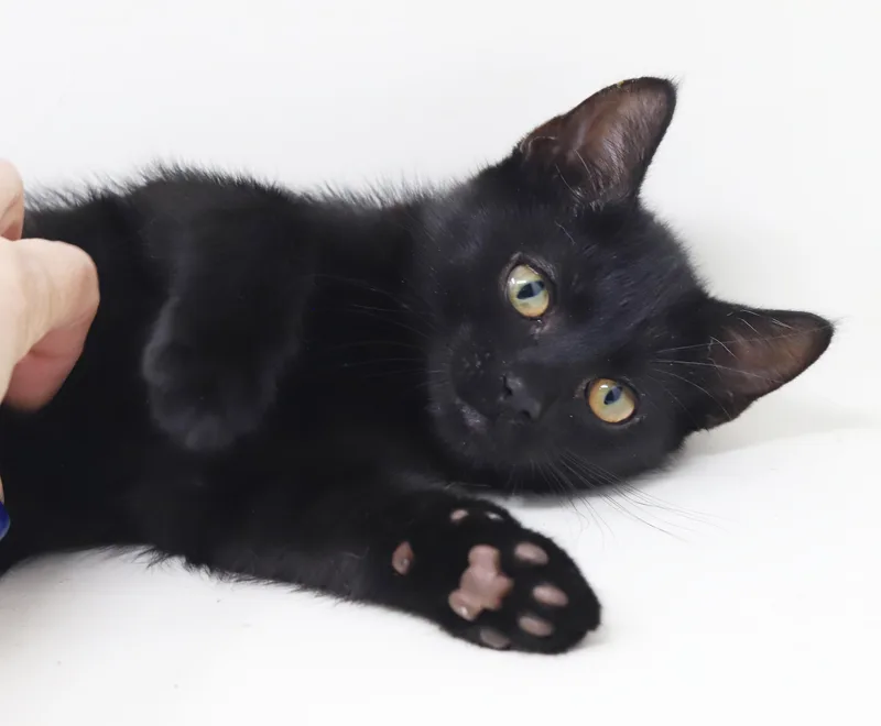 Captain is a FLOOFY thumbnail 6