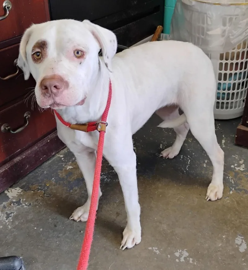 An adult medium-sized female Tricolor (Brown, Black, & White) Labrador Retriever dog named Ashley for adoption in New Lexington, OH