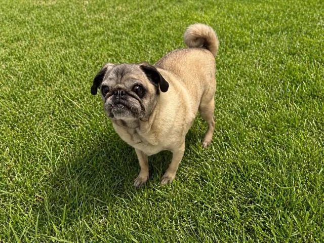 Otis