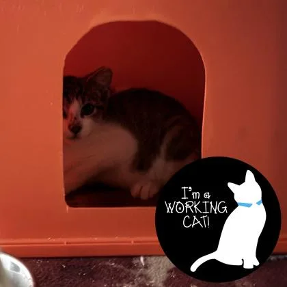A baby small-sized male Domestic Short Hair cat named Beetea for adoption in Janesville, WI