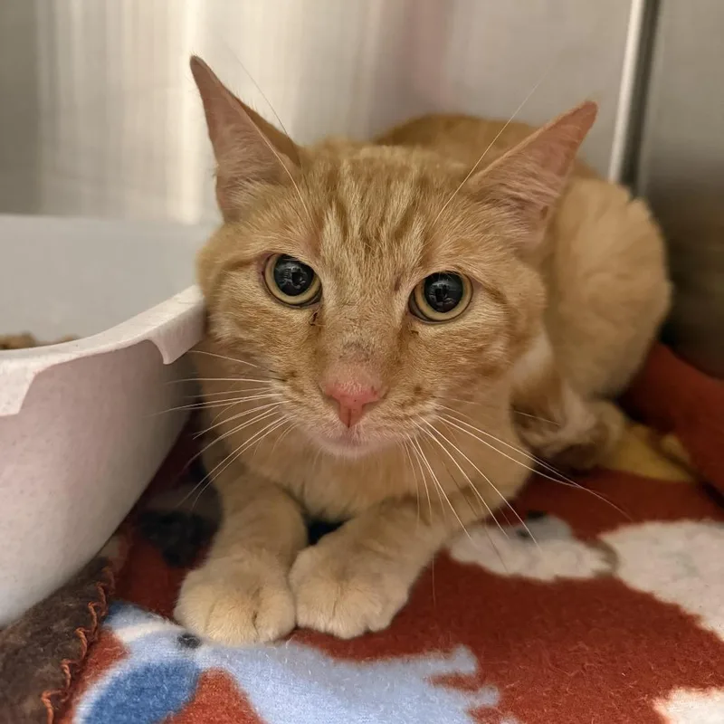 An adult small-sized male Orange / Red American Shorthair cat named Felix for adoption in Cody, WY