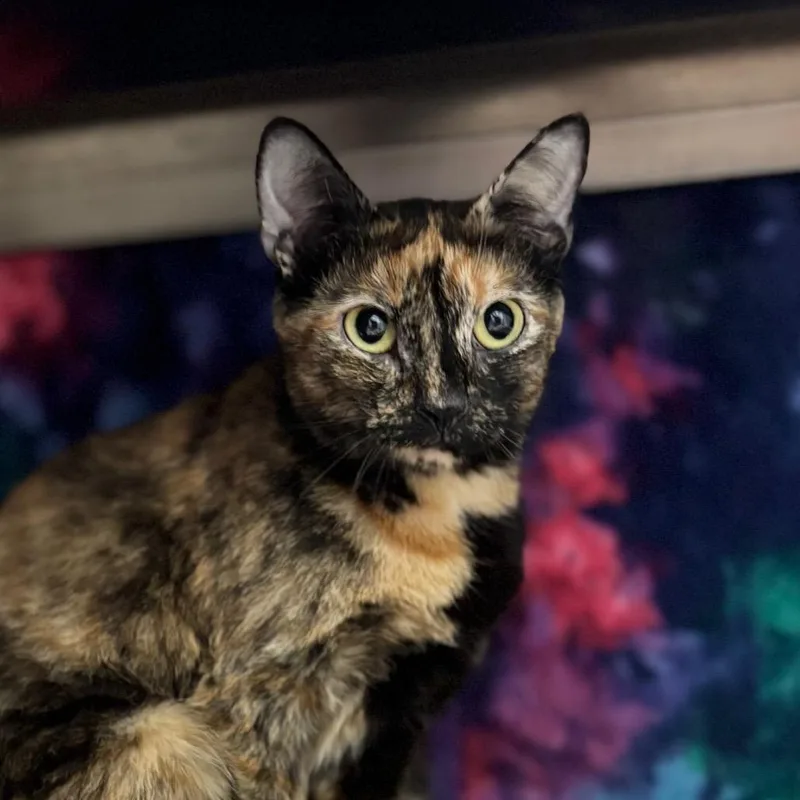 An adult medium-sized female Domestic Short Hair cat named Rarity for adoption in Nashville, IN