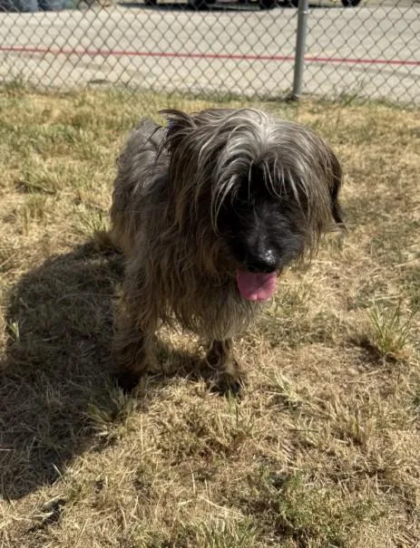 A young small-sized male Lhasa Apso dog named Muppy for adoption in Killeen, TX