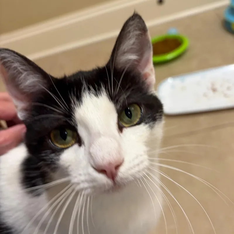 An adult medium-sized female White Domestic Short Hair cat named Silva for adoption in Franklin, TN