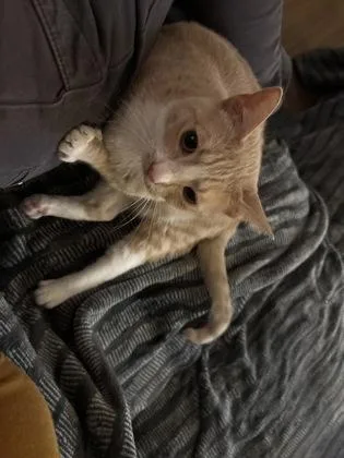 A young medium-sized female Domestic Short Hair cat named Melon for adoption in Port Republic, MD