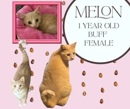 Melon thumbnail 2