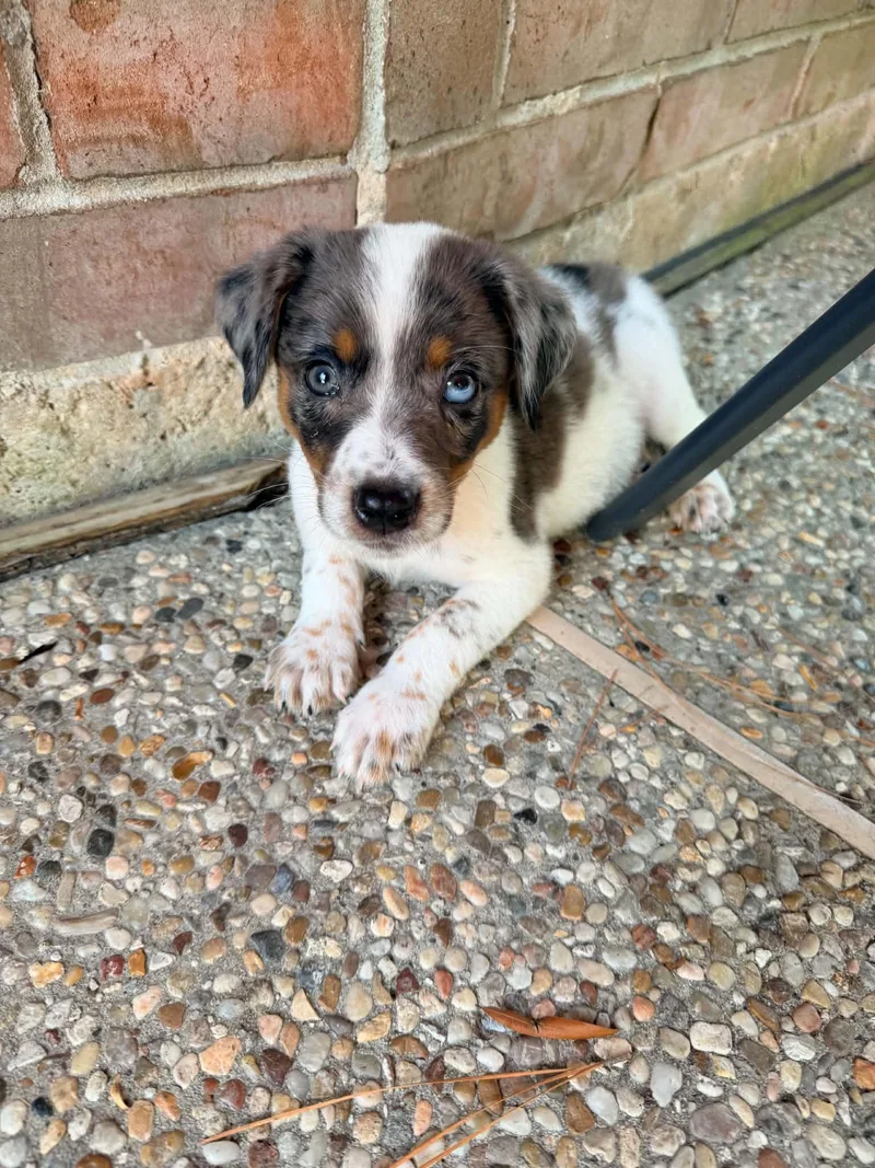 A baby medium-sized male Merle (Blue) Australian Shepherd dog named Ricky for adoption in Humble, TX