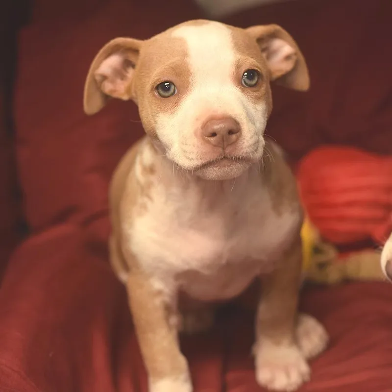 A baby small-sized female Yellow / Tan / Blond / Fawn Chihuahua dog named Napa for adoption in Belleville, IL