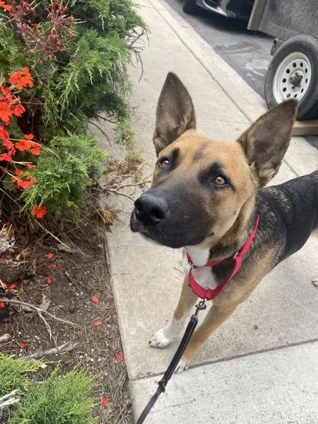 A young medium-sized male German Shepherd Dog dog named Danny for adoption in San Diego, CA