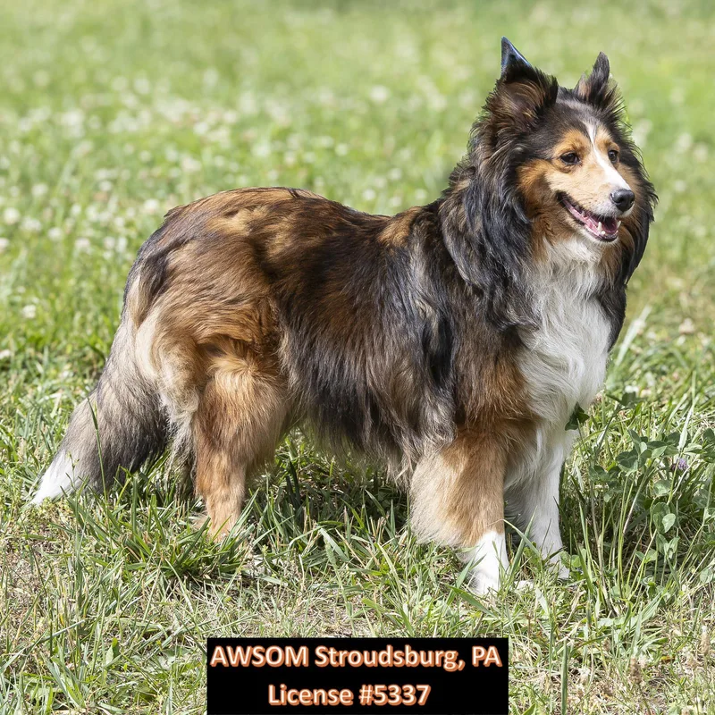 Cora