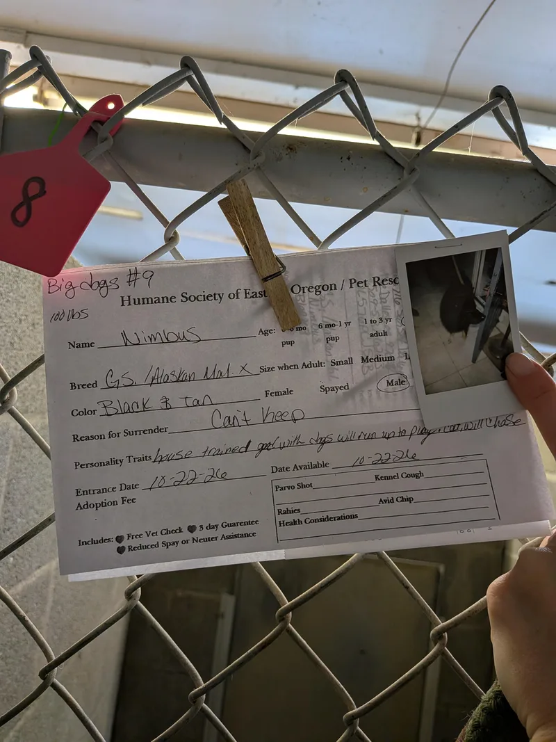 An adult large-sized male Black Alaskan Malamute dog named Nimbus for adoption in Hermiston, OR