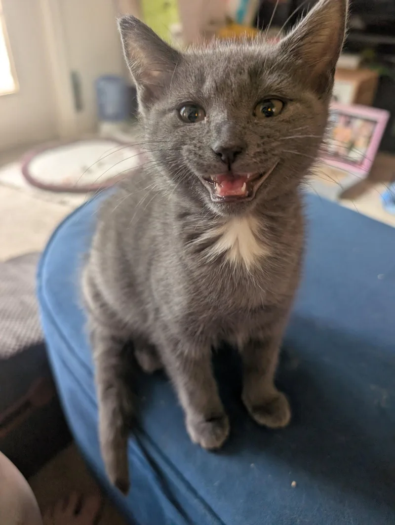A baby medium-sized female Gray / Blue / Silver Domestic Short Hair cat named Caribou for adoption in Herndon, VA