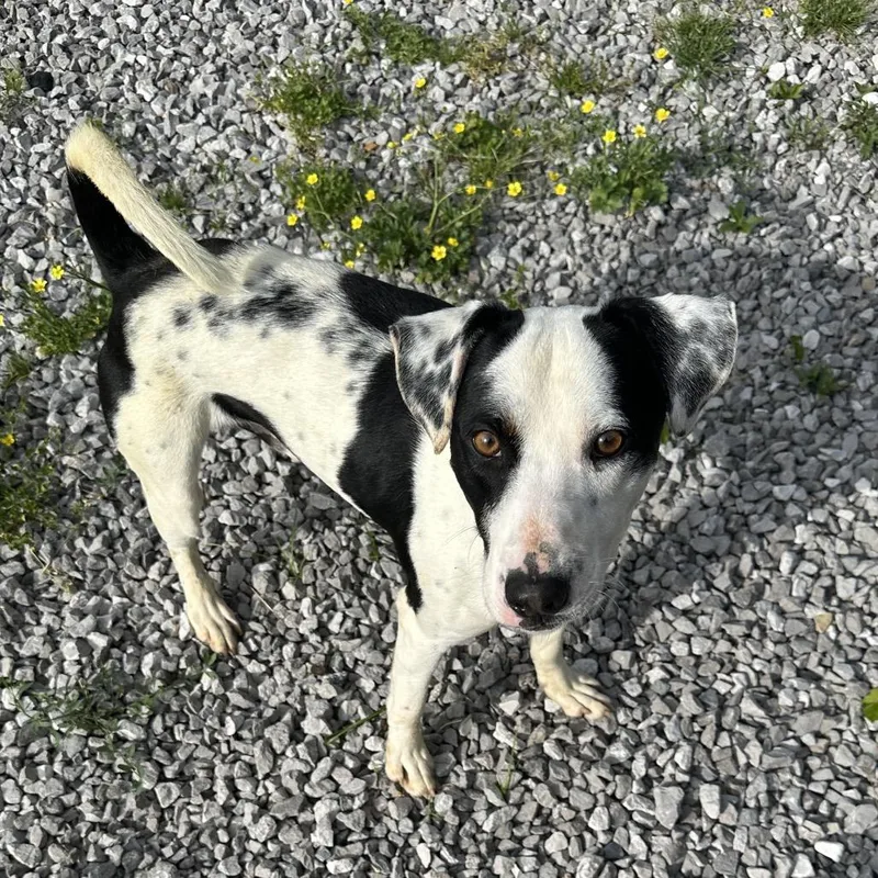 An adult medium-sized male White / Cream Mixed Breed dog named Durke for adoption in Corbin, KY