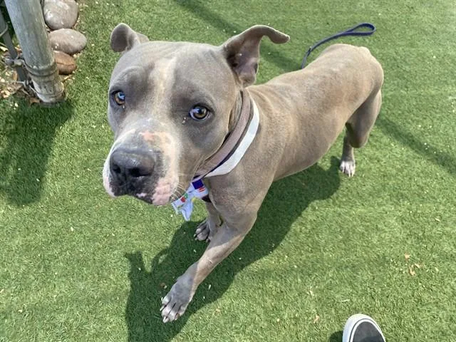 An adult large-sized female Pit Bull Terrier dog named Emerald for adoption in Phoenix, AZ