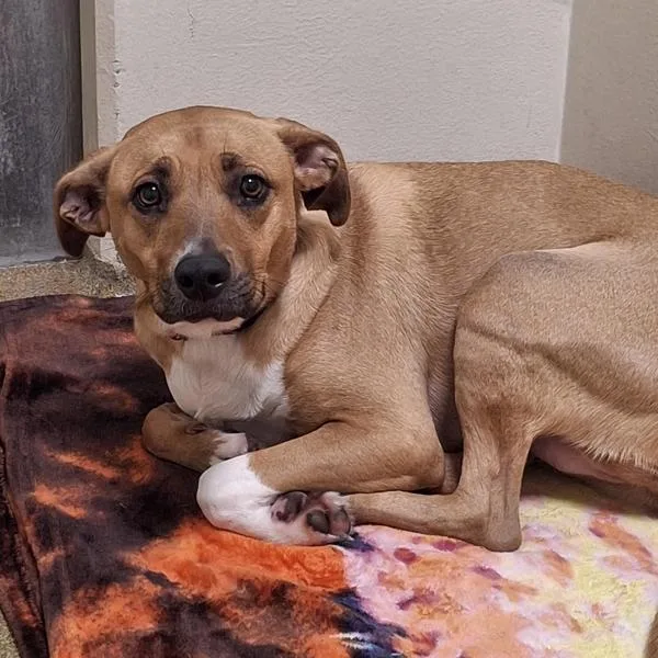 An adult medium-sized female Black Mouth Cur dog named Potato for adoption in Vancouver, WA