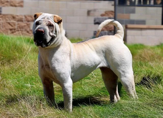 An adult medium-sized female Shar-Pei dog named Candy for adoption in San Luis Obispo, CA