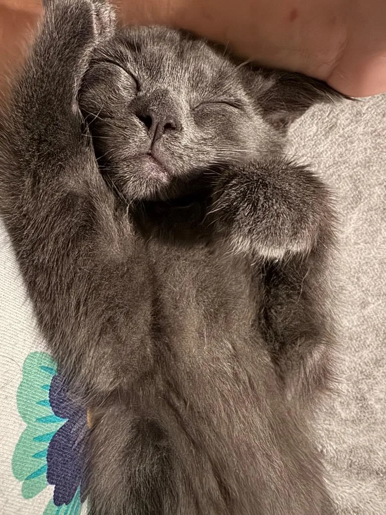 A baby medium-sized male Domestic Short Hair cat named Pepper for adoption in Johnson City, TN