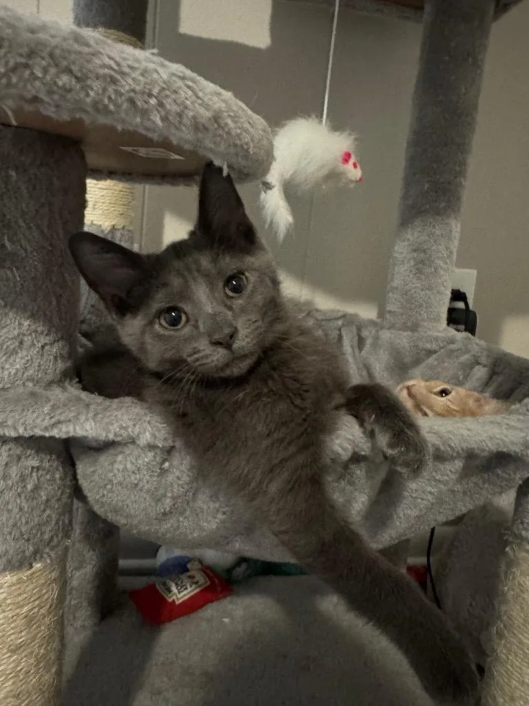 Pepper thumbnail 4