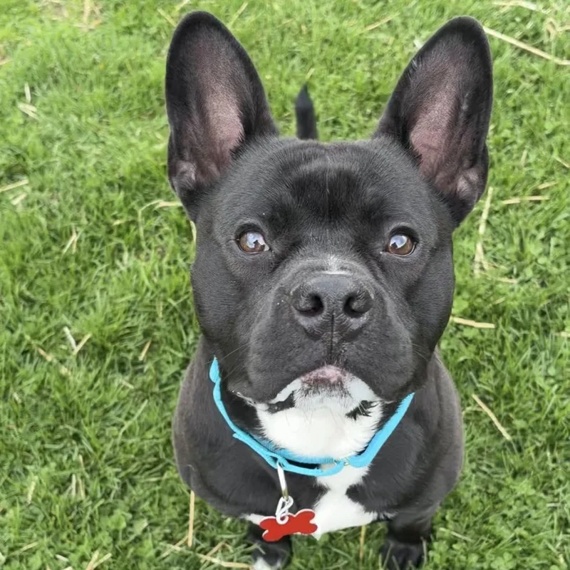 A young medium-sized male French Bulldog dog named Bud for adoption in Valparaiso, IN