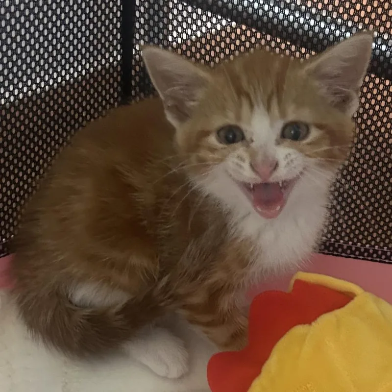 A baby small-sized female Orange / Red Domestic Short Hair cat named Gherkin for adoption in Wilmington, DE