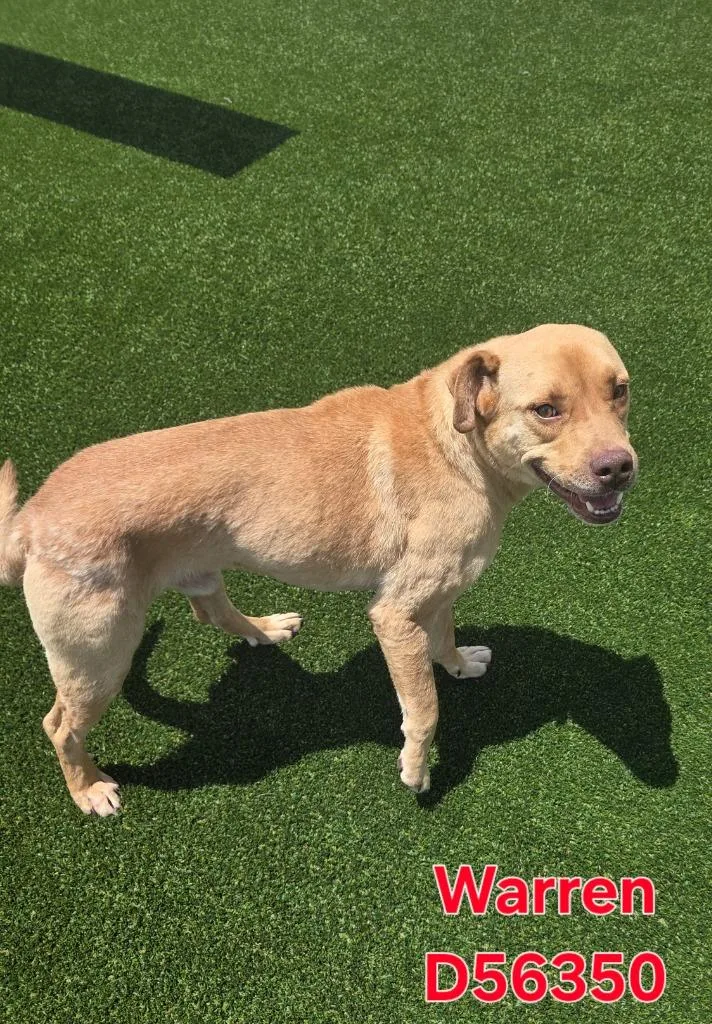 An adult large-sized male Mixed Breed dog named Warren for adoption in Clarksville, TN