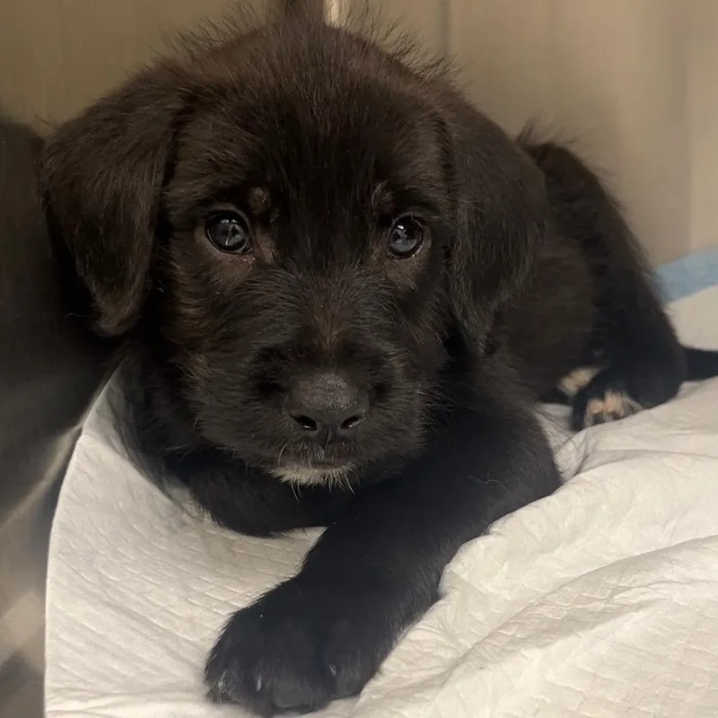 A baby medium-sized male Black Labrador Retriever dog named Ozzie for adoption in Duck River, TN