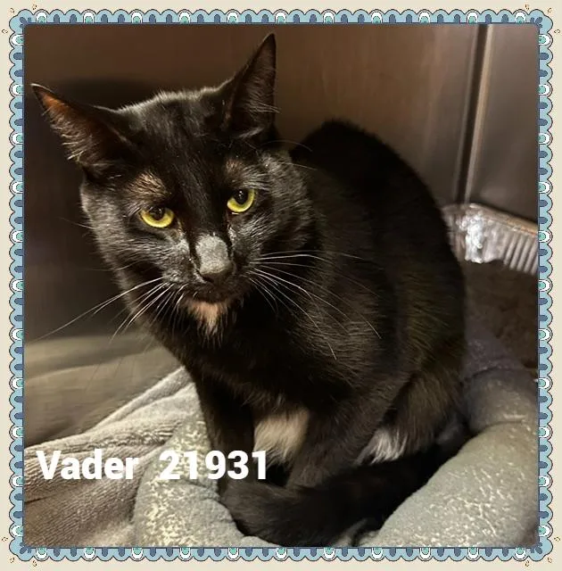 An adult medium-sized male Black & White / Tuxedo Domestic Short Hair cat named Vader for adoption in Marietta, GA