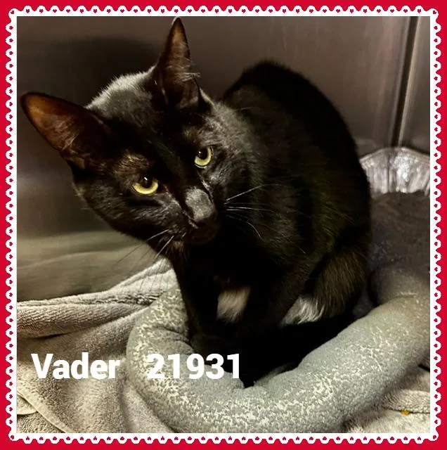 Vader thumbnail 2