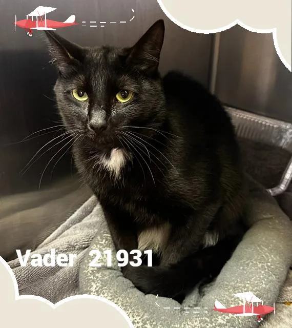 Vader thumbnail 3