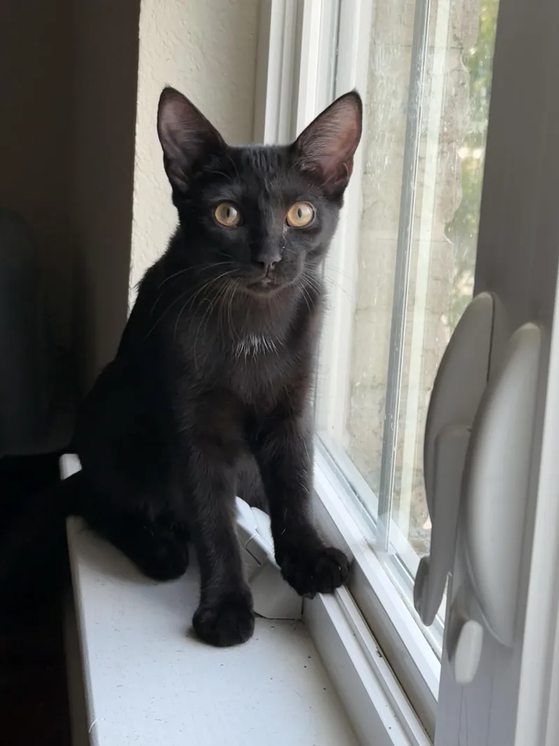 A baby medium-sized female Black Domestic Short Hair cat named Peep for adoption in Fort Worth, TX