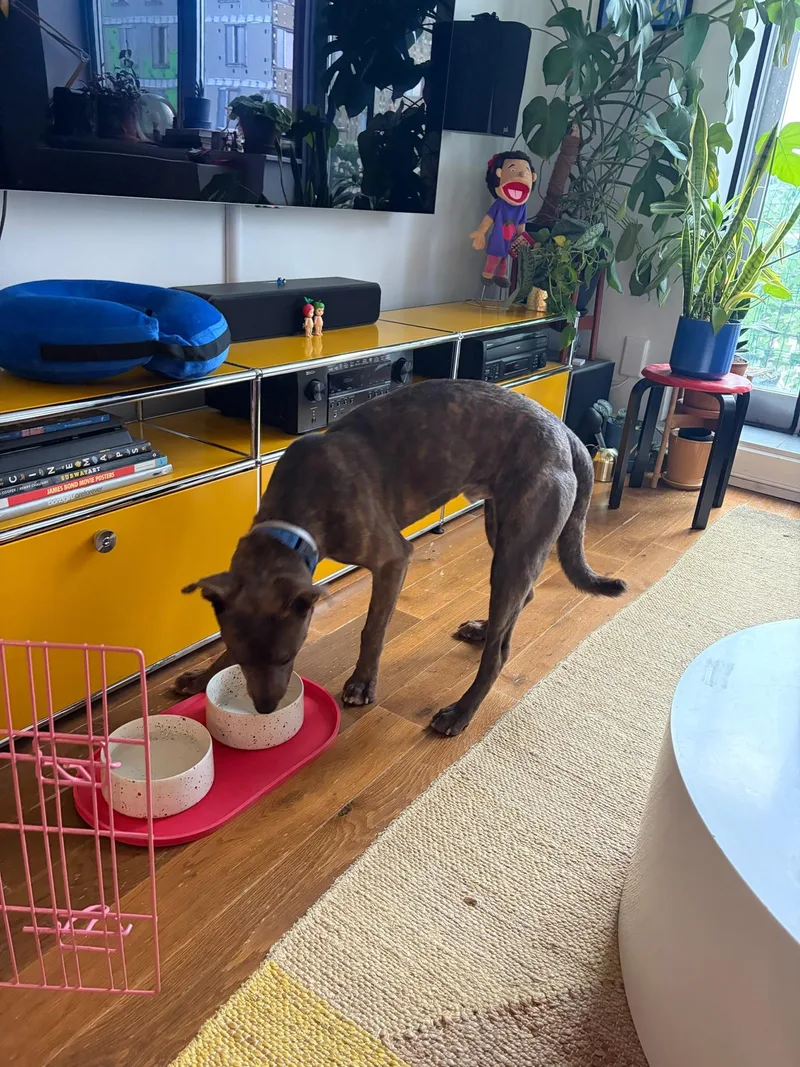 A young medium-sized male Brindle Mixed Breed dog named Yuki for adoption in Vassalboro, ME