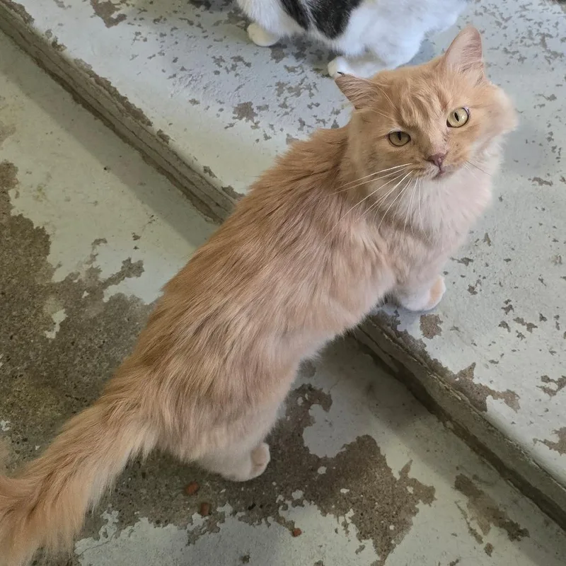 An adult small-sized male Buff / Tan / Fawn Domestic Long Hair cat named Tiny for adoption in Jacksonville, OR