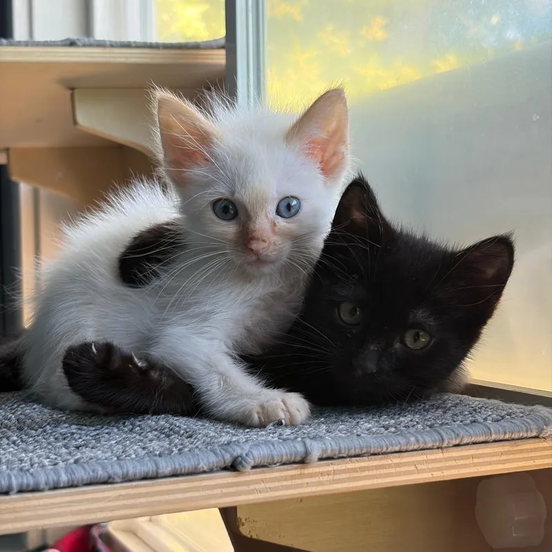 A baby small-sized male Cream / Ivory Domestic Medium Hair cat named Milo for adoption in Pleasanton, CA