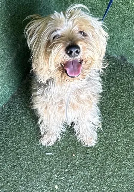 An adult small-sized male Silky Terrier dog named Benjamin for adoption in Lancaster, CA