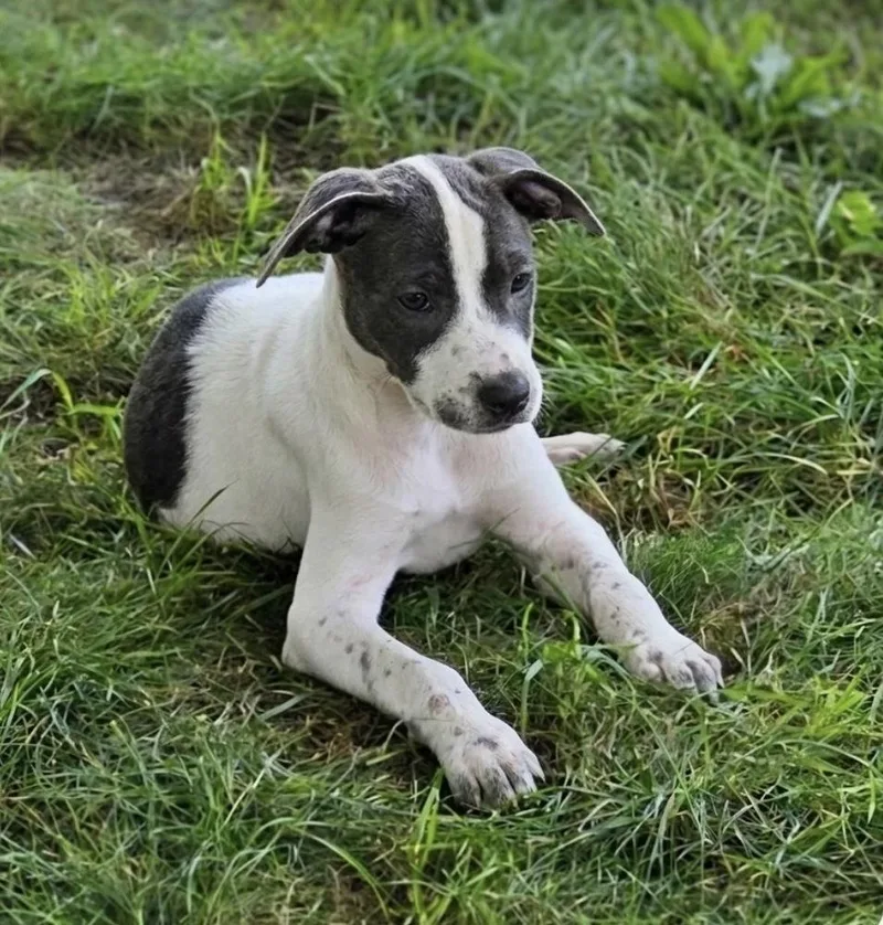 A baby medium-sized female Mixed Breed dog named Daisy for adoption in South Bend, IN